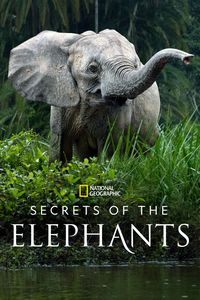 Download Secrets of the Elephants Season 1 (English with Subtitle) WeB-DL 720p [350MB] || 1080p [1.8GB]