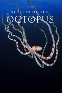 Download Secrets of the Octopus Season 1 (English Audio) Msubs Web-Dl 720p [350MB] || 1080p [850MB]